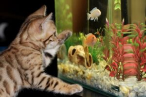 Nettoyer son aquarium (2)